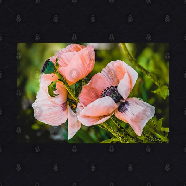 Beautiful Poppies, Flower Photograph by love-fi